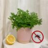 Muškát Komárovník / Pelargonium graveolens ‘Citron’ komarovnik muskat pelargonium graveolens citron citronovy muskat proti hmyzu komarom