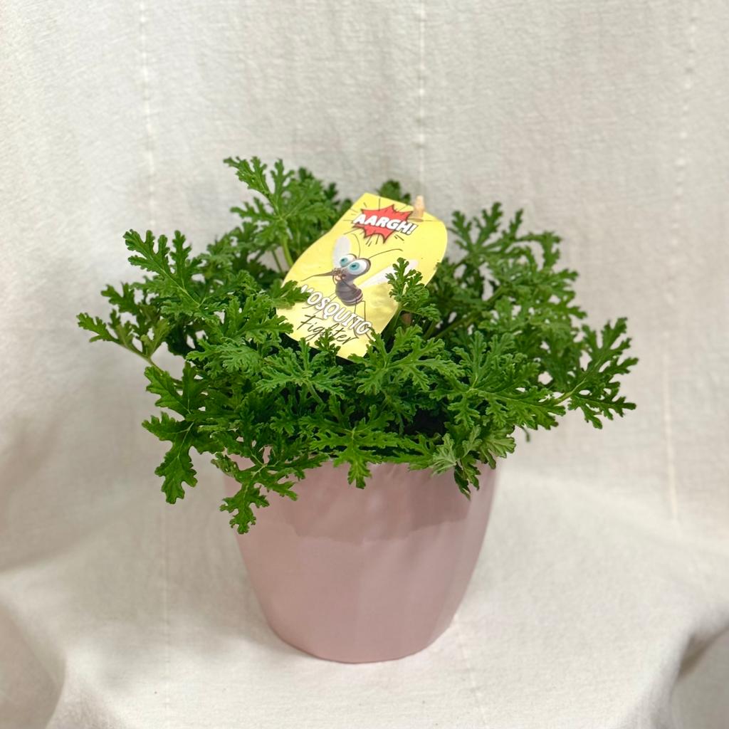 Muškát Komárovník / Pelargonium graveolens ‘Citron’ komarovnik muskat pelargonium graveolens citron citronovy muskat proti hmyzu komarom