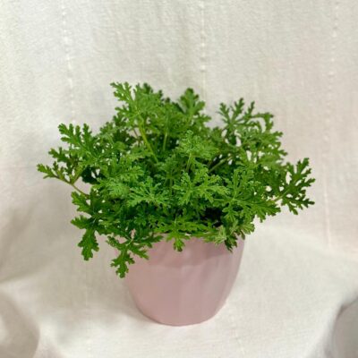 Muškát Komárovník / Pelargonium graveolens ‘Citron’ komarovnik muskat pelargonium graveolens citron citronovy muskat proti hmyzu komarom