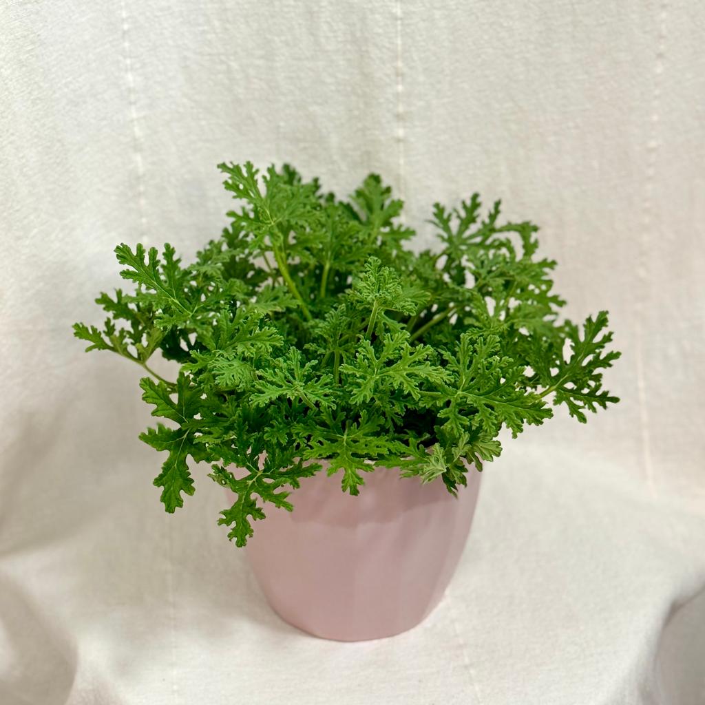 Muškát Komárovník / Pelargonium graveolens ‘Citron’ komarovnik muskat pelargonium graveolens citron citronovy muskat proti hmyzu komarom