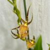 Orchidea Brassia Eternal Wind ‘Summer Dream’ orchidea Brassia Eternal Wind ‘Summer Dream’ zlta vzacna kvitnuca rastlina