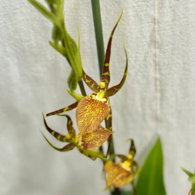 orchidea Brassia Eternal Wind ‘Summer Dream’ zlta vzacna kvitnuca rastlina