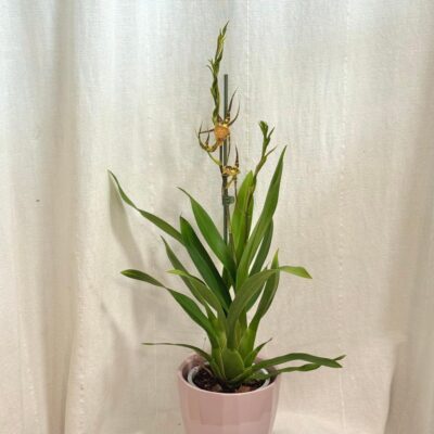 Orchidea Brassia Eternal Wind ‘Summer Dream’ orchidea Brassia Eternal Wind ‘Summer Dream’ zlta vzacna kvitnuca rastlina