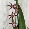 Orchidea Miltassia Shelob ‘Okika’ orchidea miltassia Shelob ‘Okika’ fialova kvitnuca izbova rastlina