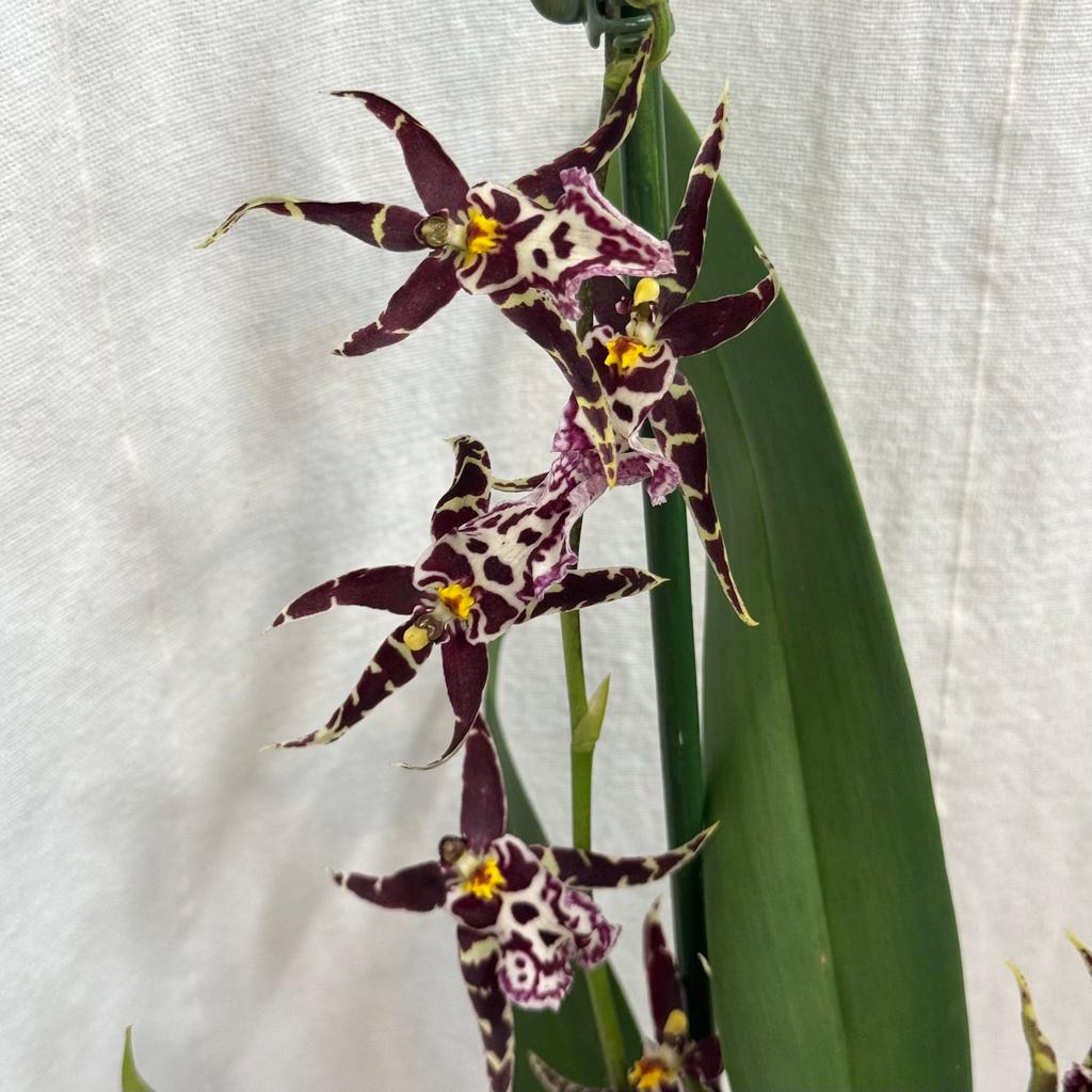 Orchidea Miltassia Shelob ‘Okika’ orchidea miltassia Shelob ‘Okika’ fialova kvitnuca izbova rastlina