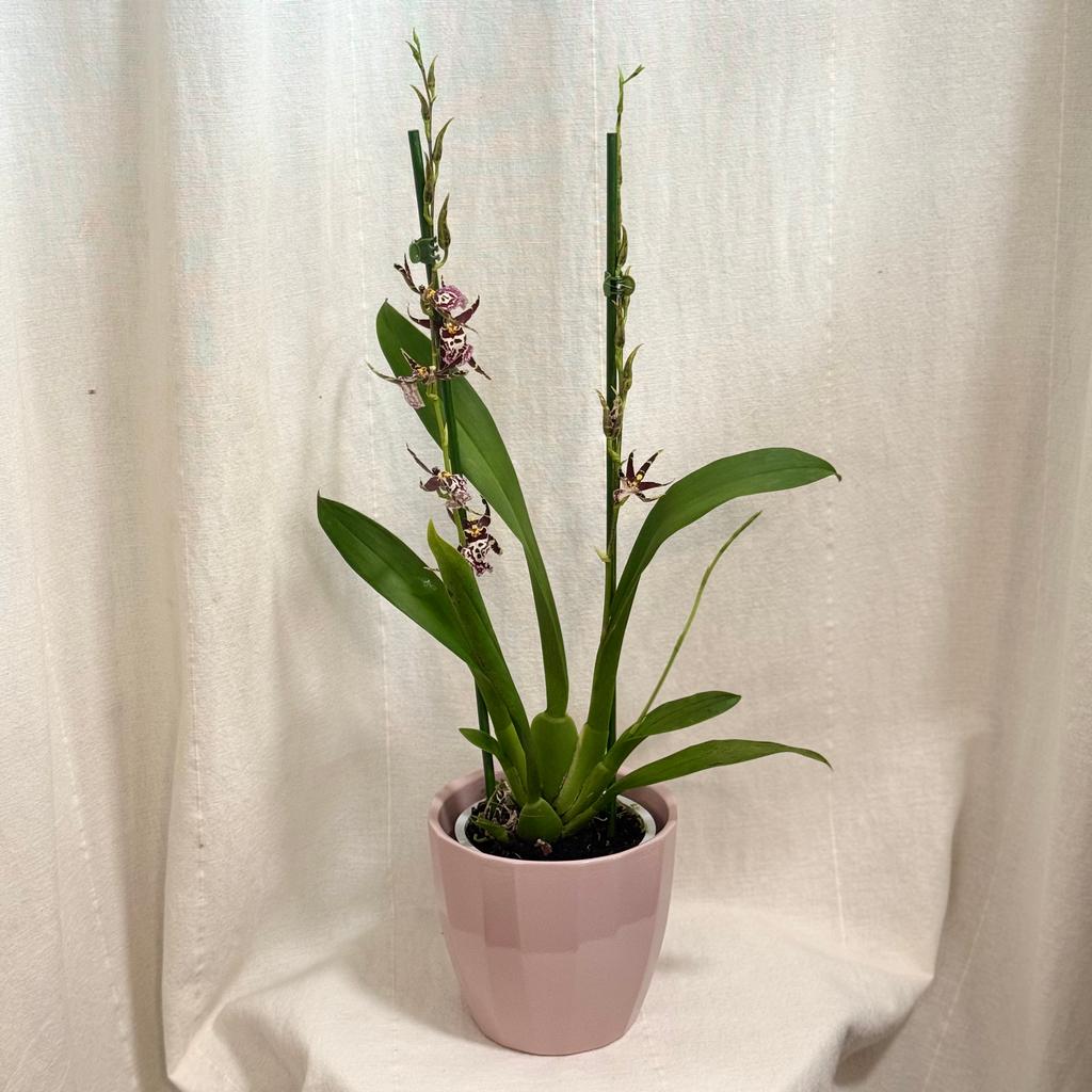 Orchidea Miltassia Shelob ‘Okika’ orchidea miltassia Shelob ‘Okika’ fialova kvitnuca izbova rastlina
