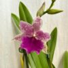 Orchidea Miltonia Honolulu x binotii orchidea Miltonia Honolulu x binotii ruzova kvitnuca rastlina