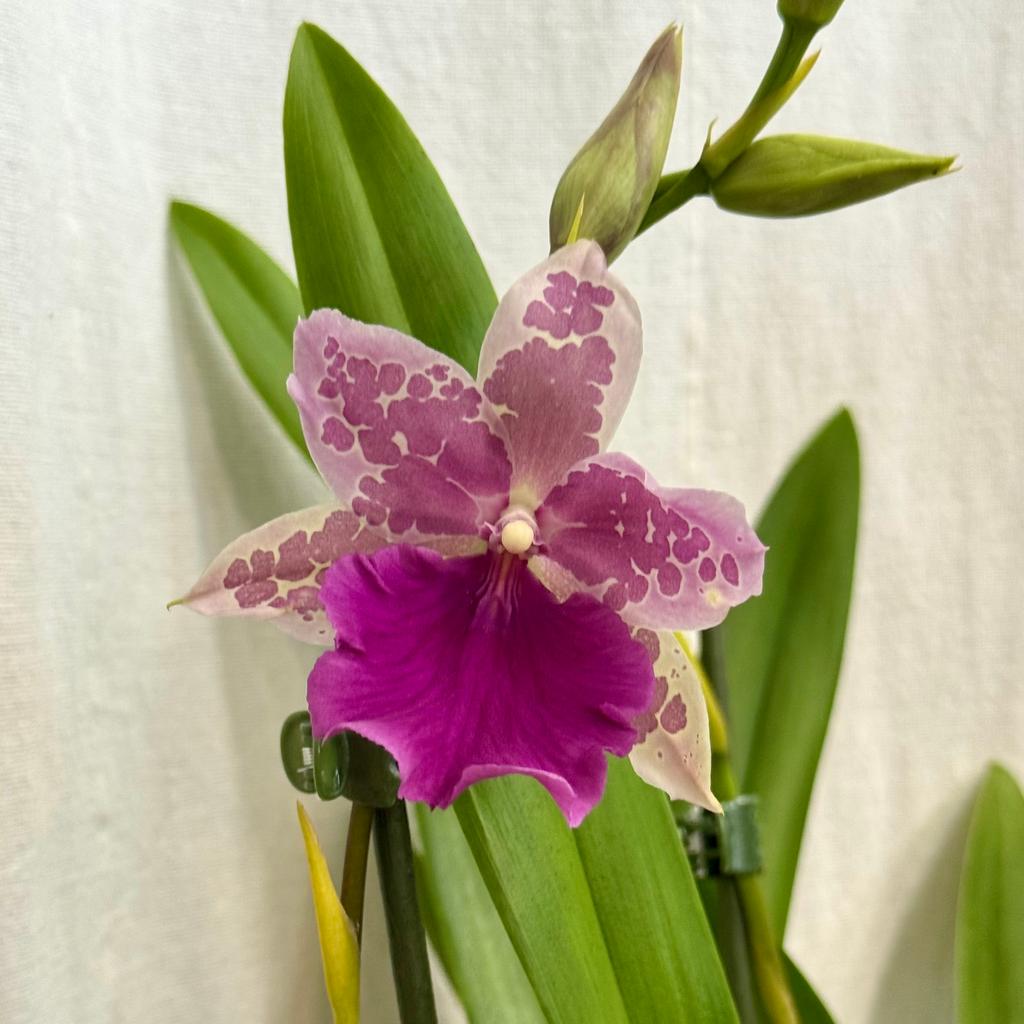 Orchidea Miltonia Honolulu x binotii orchidea Miltonia Honolulu x binotii ruzova kvitnuca rastlina