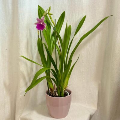 Orchidea Miltonia Honolulu x binotii orchidea Miltonia Honolulu x binotii ruzova kvitnuca rastlina