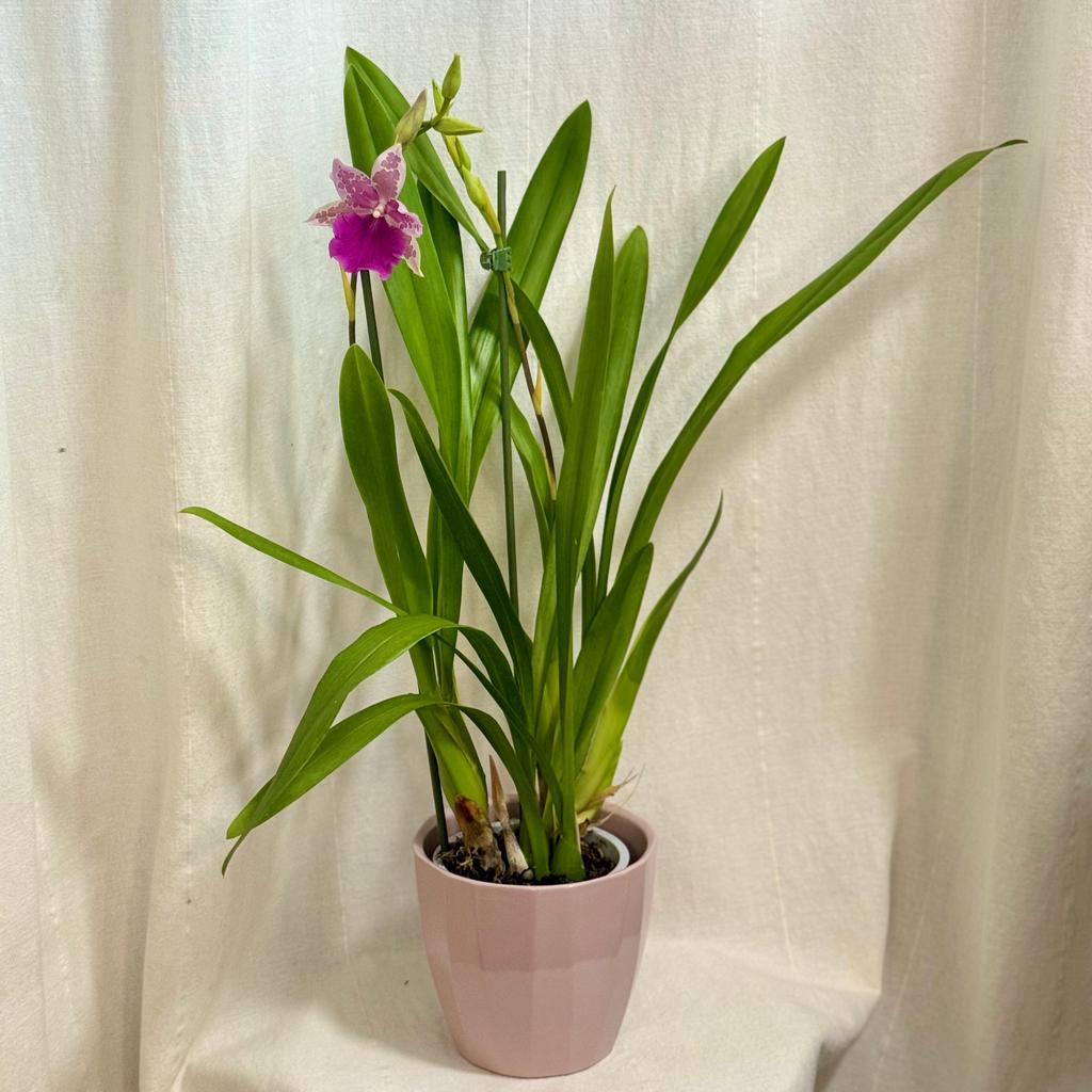 Orchidea Miltonia Honolulu x binotii orchidea Miltonia Honolulu x binotii ruzova kvitnuca rastlina