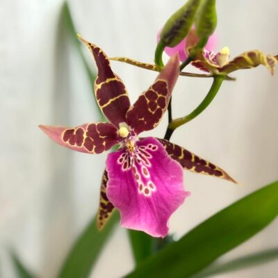 Izbové rastliny, riasogule a príslušenstvo orchidea Miltassia Dark Star ruzova kvitnuca izbova rastlina