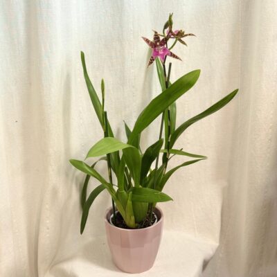 Orchidea Miltassia ‘Dark Star’ orchidea Miltassia Dark Star ruzova kvitnuca izbova rastlina