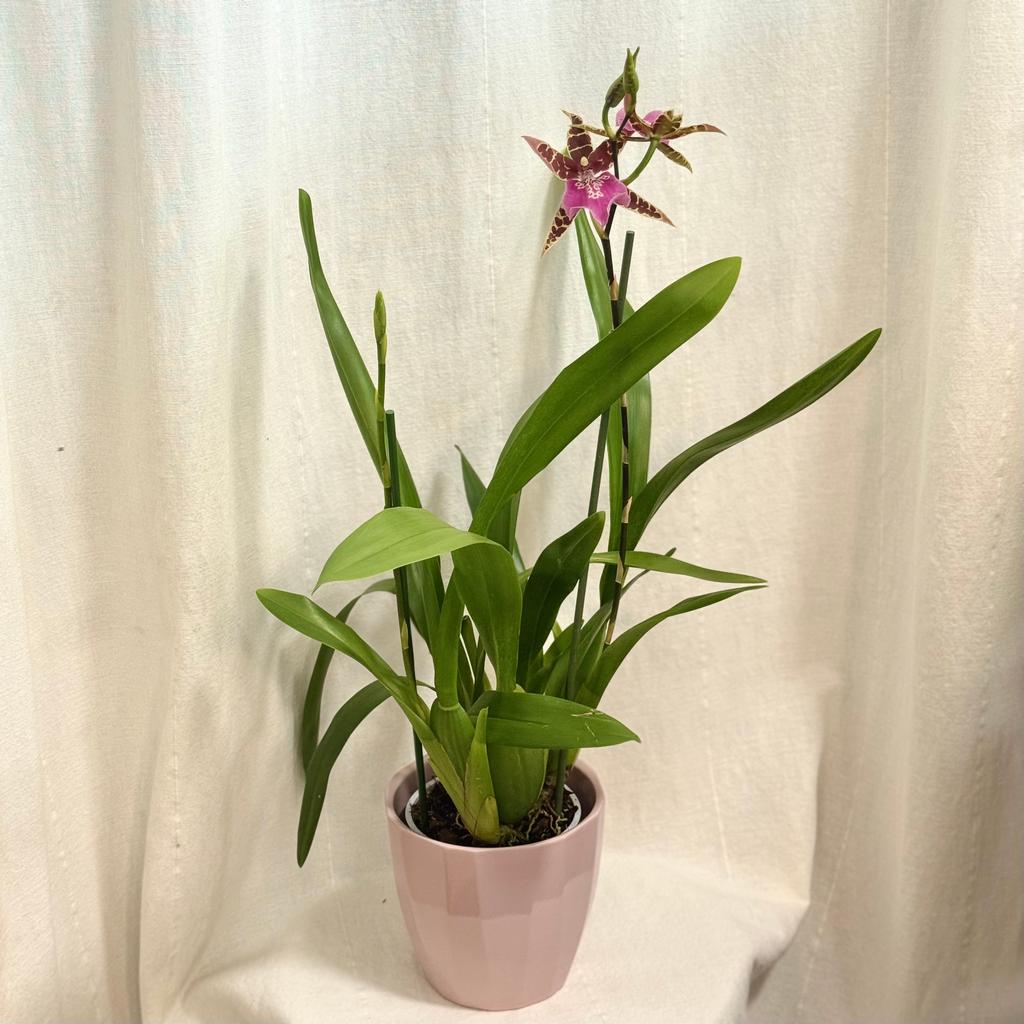 Orchidea Miltassia ‘Dark Star’ orchidea Miltassia Dark Star ruzova kvitnuca izbova rastlina