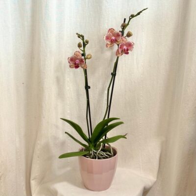 Orchidea Phalaenopsis ‘Pirate Picotee’ orchidea Phalaenopsis Pirate Picotee ruzova kvitnuca izbova rastlina kvet