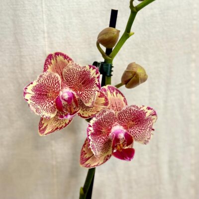 Izbové rastliny, riasogule a príslušenstvo orchidea Phalaenopsis Pirate Picotee ruzova kvitnuca izbova rastlina kvet