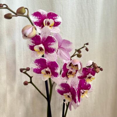 Izbové rastliny, riasogule a príslušenstvo orchidea Phalaenopsis Anthura Narbonne ruzova kvitnuca izbova rastlina