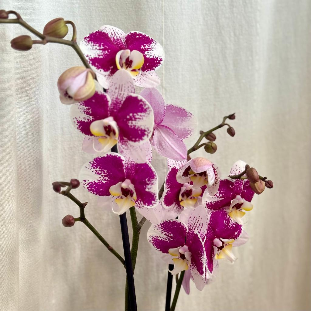 Orchidea Phalaenopsis ‘Anthura Barcelona’ orchidea Phalaenopsis Anthura Narbonne ruzova kvitnuca izbova rastlina