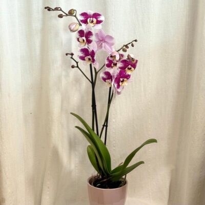 Orchidea Phalaenopsis ‘Anthura Barcelona’ orchidea Phalaenopsis Anthura Narbonne ruzova kvitnuca izbova rastlina