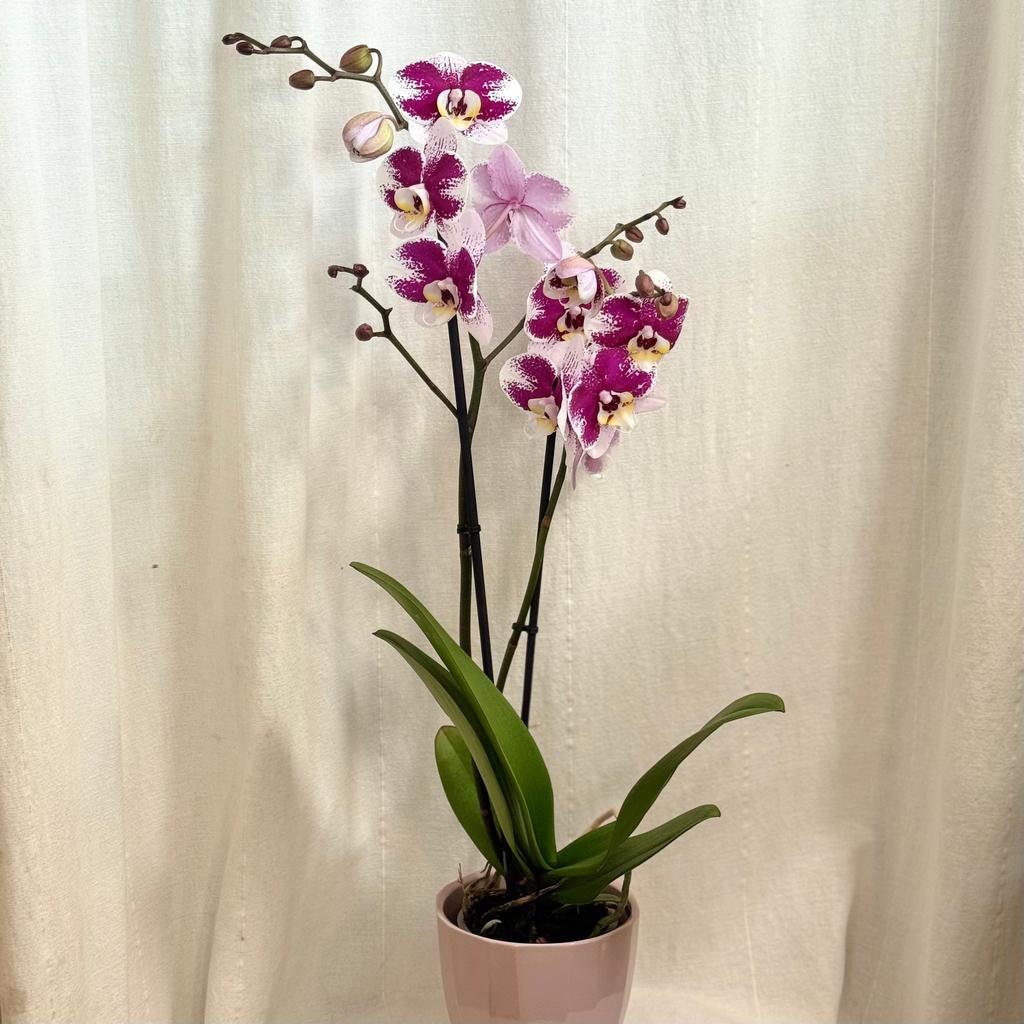 Orchidea Phalaenopsis ‘Anthura Barcelona’ orchidea Phalaenopsis Anthura Narbonne ruzova kvitnuca izbova rastlina