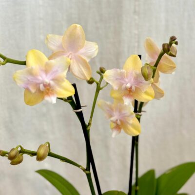 Izbové rastliny, riasogule a príslušenstvo Orchidea Phalaenopsis Bolgheri Lemon zlta kvitnuca izbova rastlina kvet
