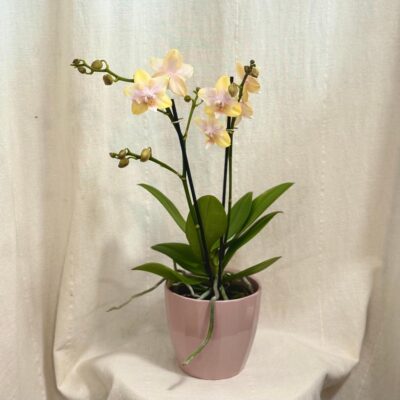 Orchidea Phalaenopsis ‘Bolgheri Lemon’ Orchidea Phalaenopsis Bolgheri Lemon zlta kvitnuca izbova rastlina kvet