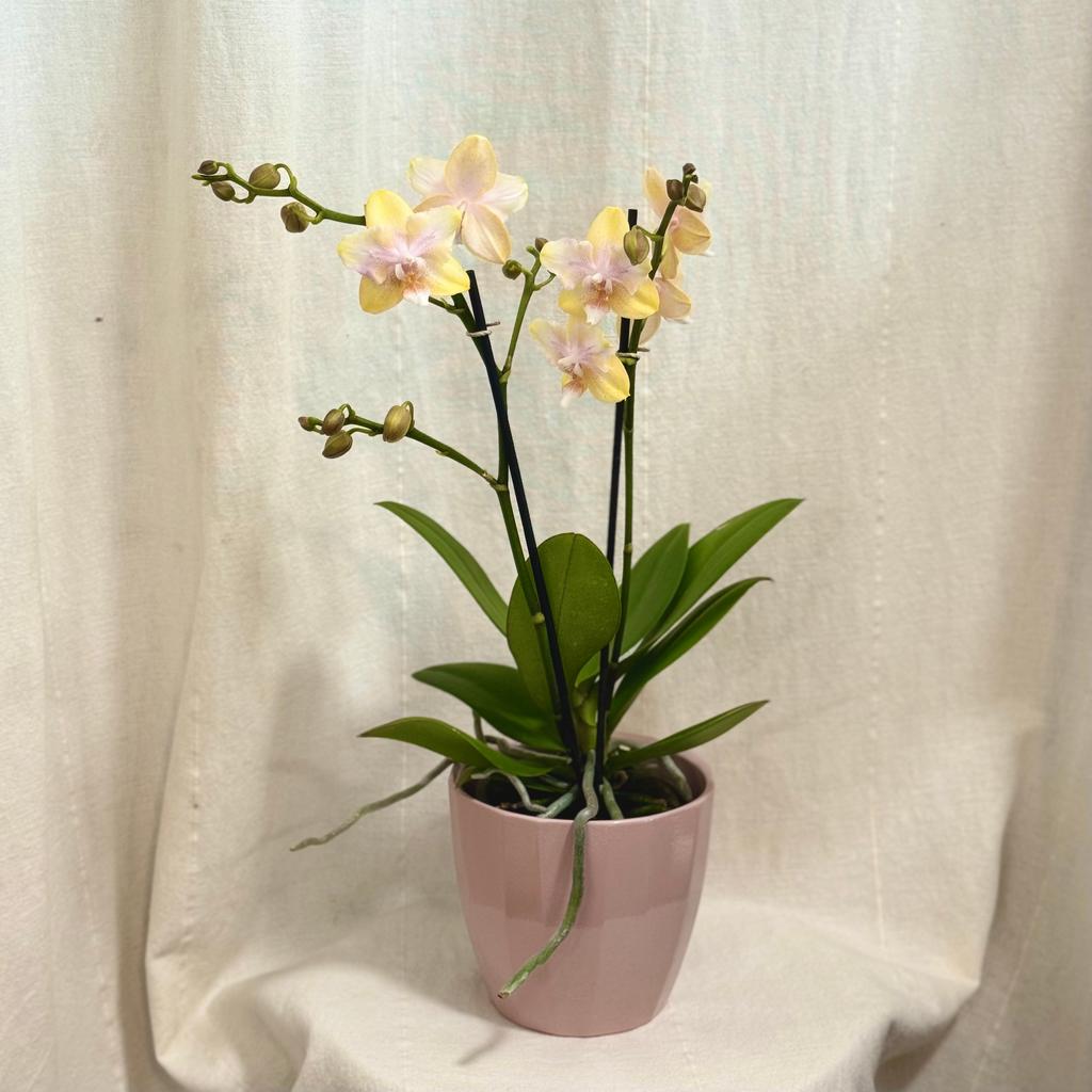 Orchidea Phalaenopsis ‘Bolgheri Lemon’ Orchidea Phalaenopsis Bolgheri Lemon zlta kvitnuca izbova rastlina kvet