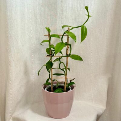 Izbové rastliny, riasogule a príslušenstvo Orchidea Vanilka prava vanilka vonava Vanilla planifolia zaujimava izbova rastlina