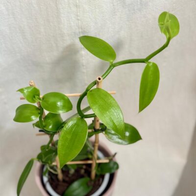 Orchidea Vanilka pravá / Vanilla planifolia Orchidea Vanilka prava vanilka vonava Vanilla planifolia zaujimava izbova rastlina