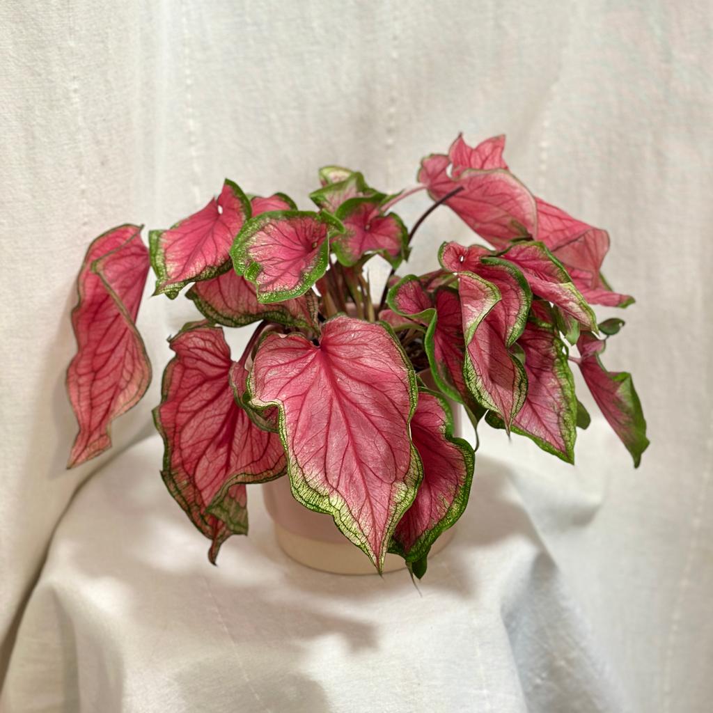 Caladium ‘Puppy Love’ caladium Puppy Love ruzova izbova rastlina