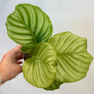 calathea, calathea orbifolia, izbovka, kalatea, vlhkomilná rastlina, rastlina vhodná do tieňa, izbový kvet, izbová rastlina