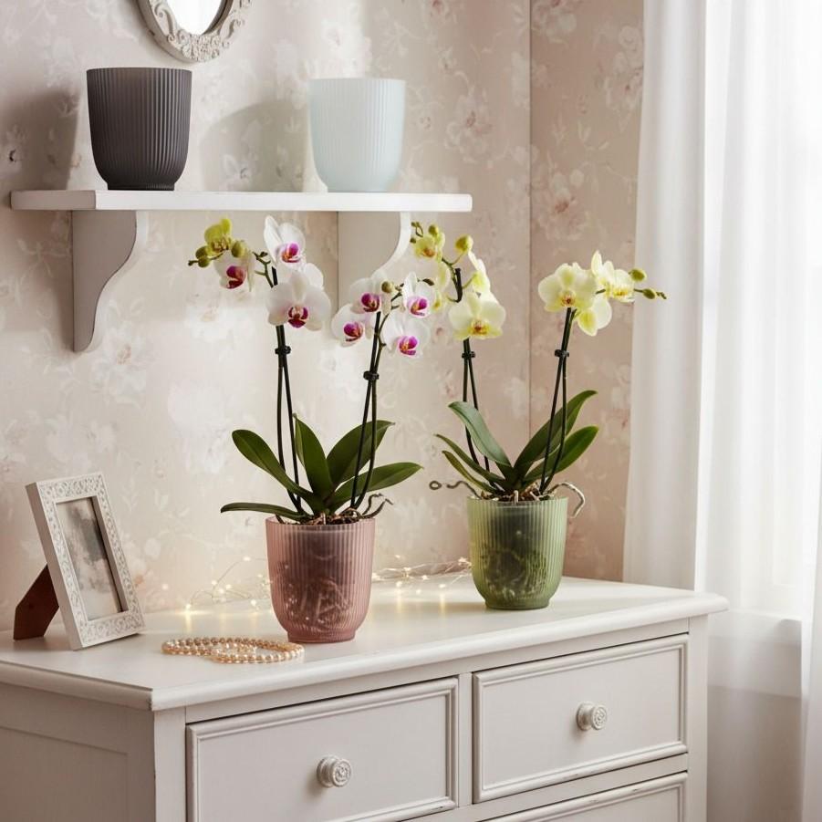 Dekoračný sklenený kvetináč na orchidey ružový 13 cm dekoracny skleneny kvetinac na orchidey orchideovy obal crepnik ruzovy zeleny