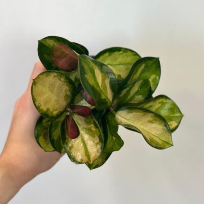 Izbové rastliny, riasogule a príslušenstvo hoya australis lisa voskovka