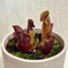 Sarracenia purpurea masozrava rastlina sarracenia purpurea masozravka