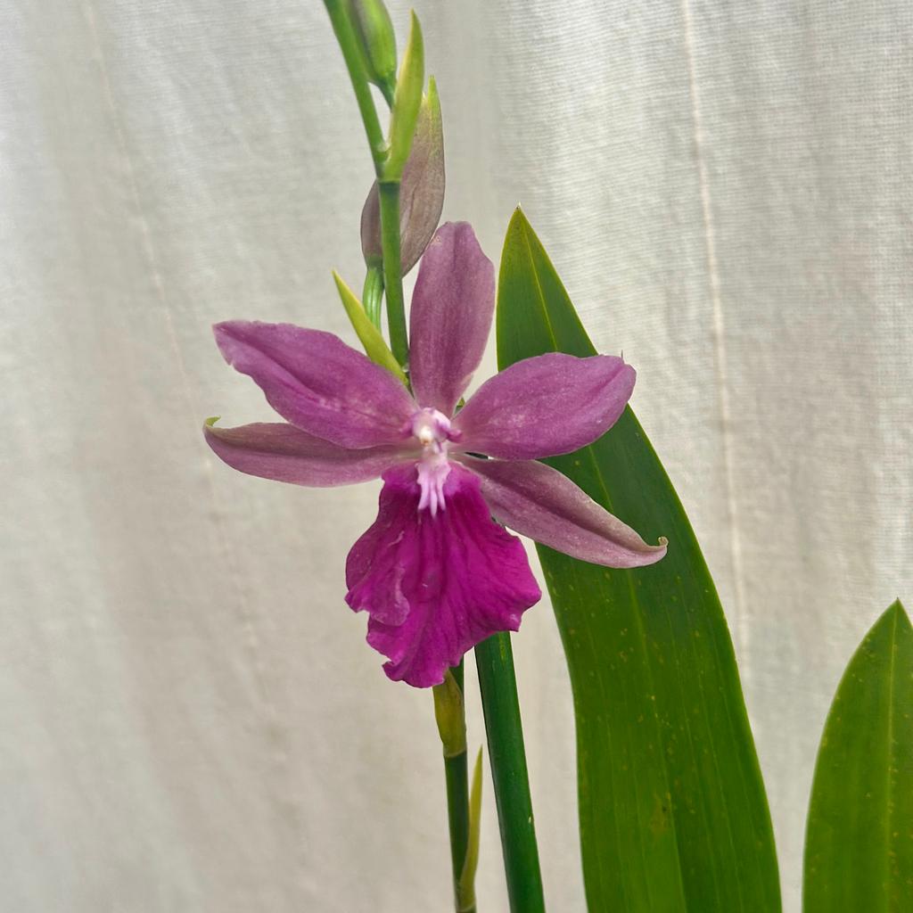 Orchidea Miltonia Honolulu ‘Warne's Best’ orchidea miltonia honolulu ‘Warne's Best’ ruzovy kvet izbova rastlina kvitnuca