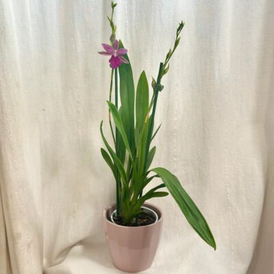 Orchidea Miltonia Honolulu ‘Warne's Best’ orchidea miltonia honolulu ‘Warne's Best’ ruzovy kvet izbova rastlina kvitnuca