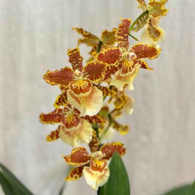 Izbové rastliny, riasogule a príslušenstvo orchidea cambria Golden Tiger zlta oranzova kvitnuca rastlina kvet