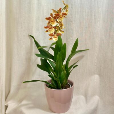 Orchidea Cambria ‘Golden Tiger’ orchidea cambria Golden Tiger zlta oranzova kvitnuca rastlina kvet
