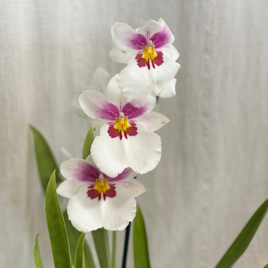 Orchidea Miltoniopsis ‘Twin Peaks’ orchidea miltoniopsis biely kvet