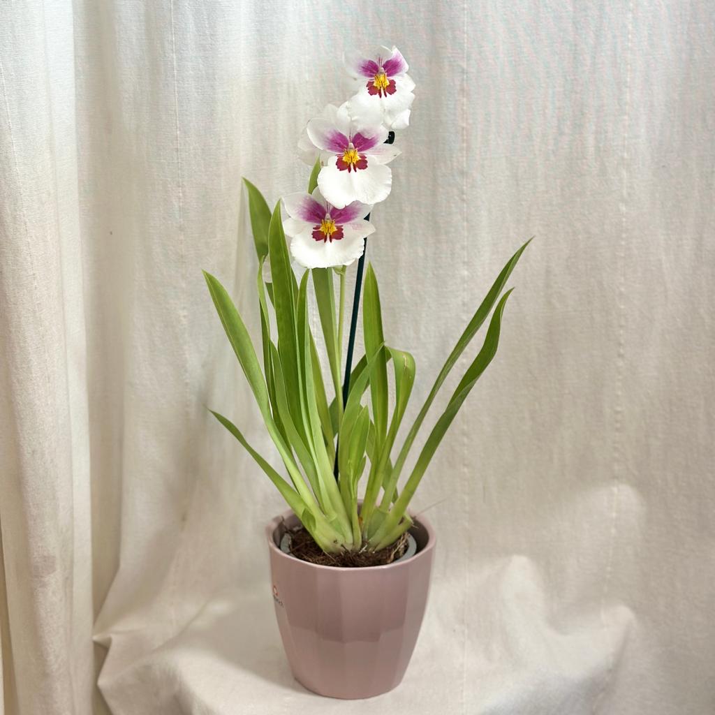 Orchidea Miltoniopsis ‘Twin Peaks’ orchidea miltoniopsis biely kvet
