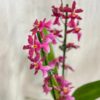 Orchidea Oncidium ‘Charlesworthii’ orchidea oncidium Charlesworthii ruzova kvitnuca izbova rastlina kvet