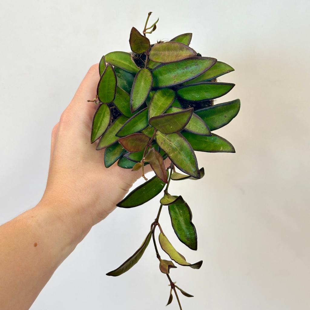 Hoya rosita stredná hoya rosita voskovka nenarocna tahava izbova rastlina