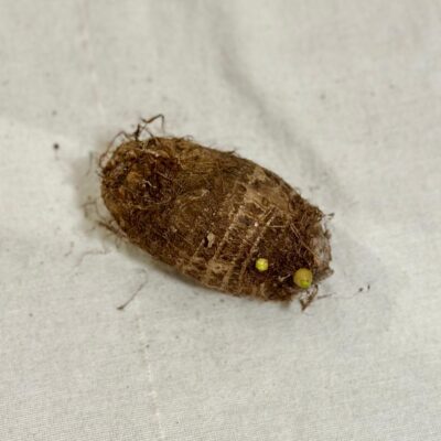 Izbové rastliny, riasogule a príslušenstvo hluza colocasia esculenta jedla