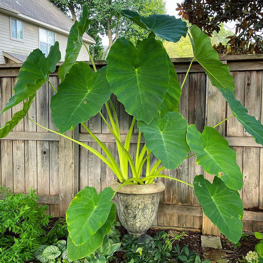 Hľuza Colocasia esculenta hluza colocasia esculenta jedla