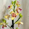 Orchidea Phalaenopsis I-Hsin Venus ‘Peloric’ orchidea phalenopsis venus peloric kvitnuca izbova rastlina