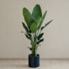 Strelitzia nicolai maxi Strelitzia nicolai zelena izbova rastlina