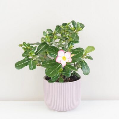 Adenium obesum ‘Pinkstar’ / Púštna ruža