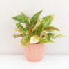 Aglaonema ‘Chartreuse Pretty’ veľká aglaonema Chartreuse Pretty izbova rastlina