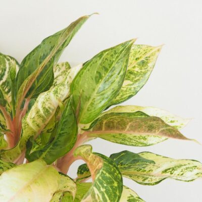 Aglaonema ‘Chartreuse Pretty’ veľká aglaonema Chartreuse Pretty izbova rastlina