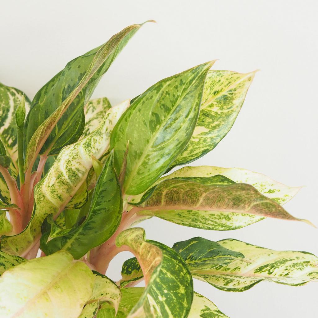 Aglaonema ‘Chartreuse Pretty’ veľká aglaonema Chartreuse Pretty izbova rastlina