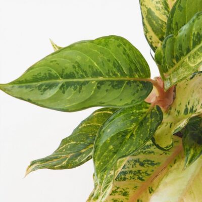 Aglaonema ‘Chartreuse Pretty’ veľká aglaonema Chartreuse Pretty izbova rastlina